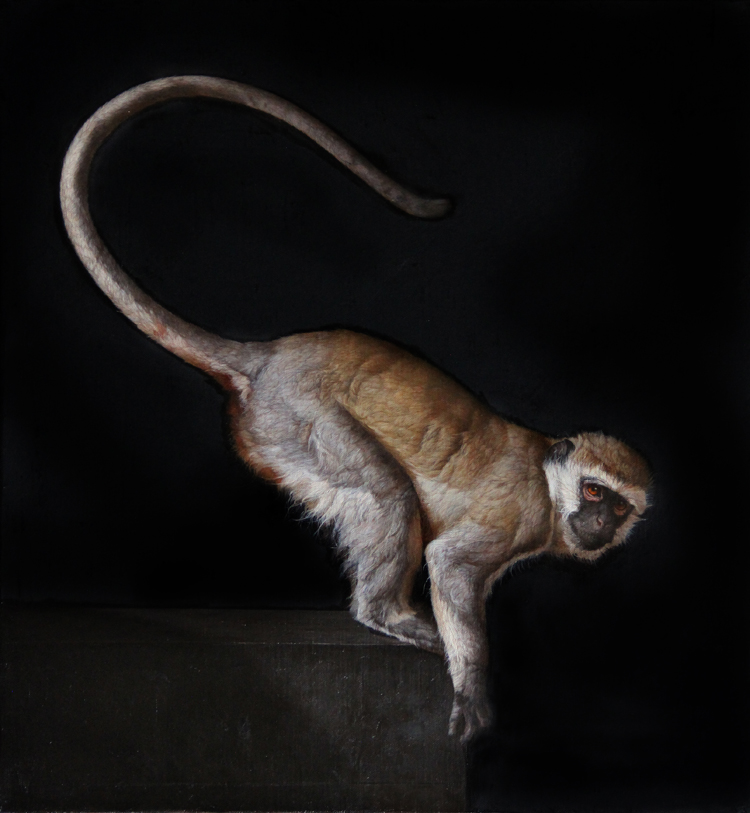Wild Savannah Vervet Monkey    28 in  x 30 in